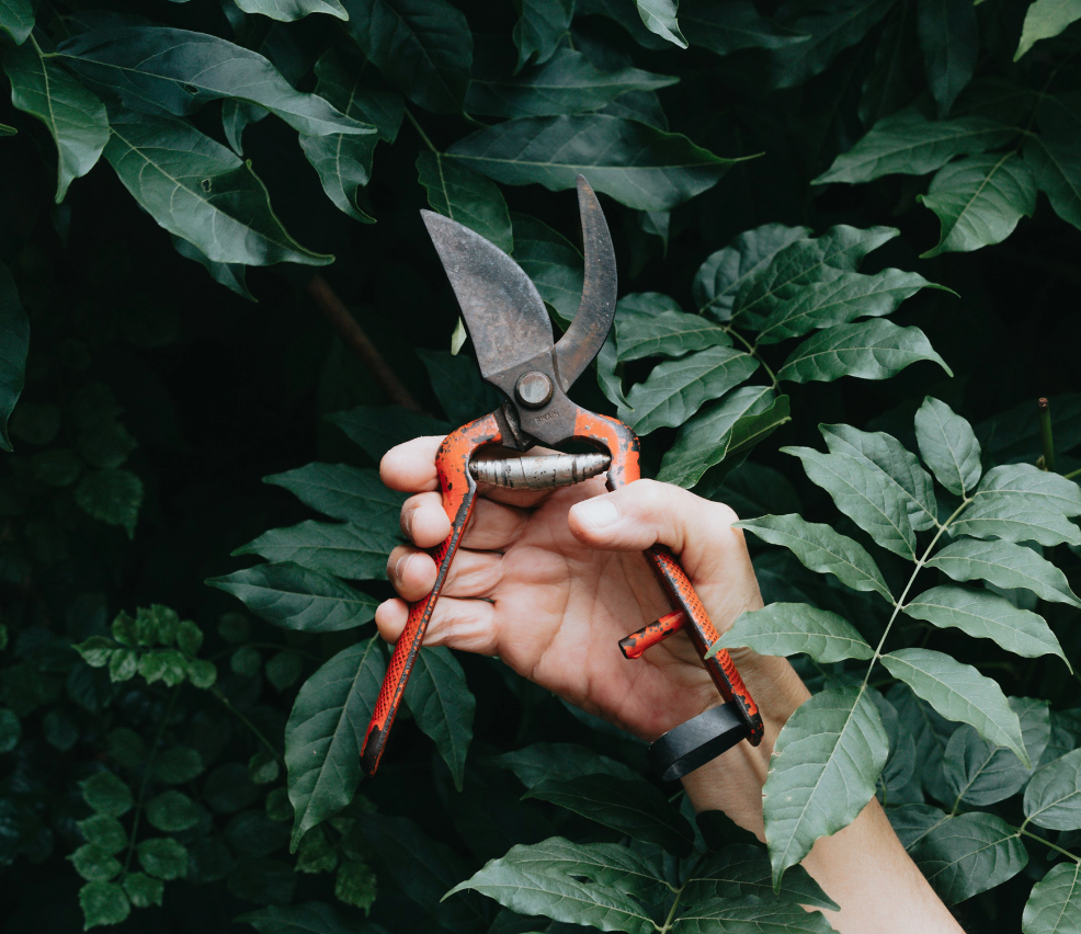 Gardening scissors