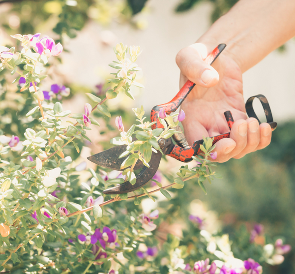 Gardening scissors