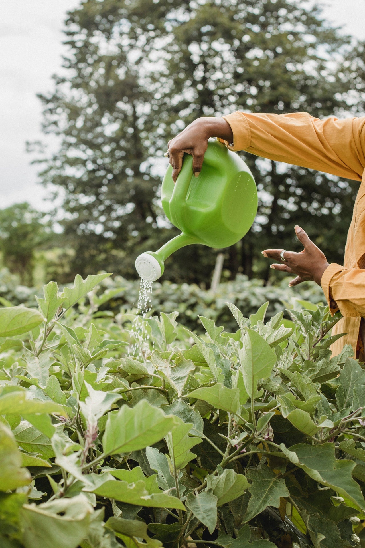 Watering can