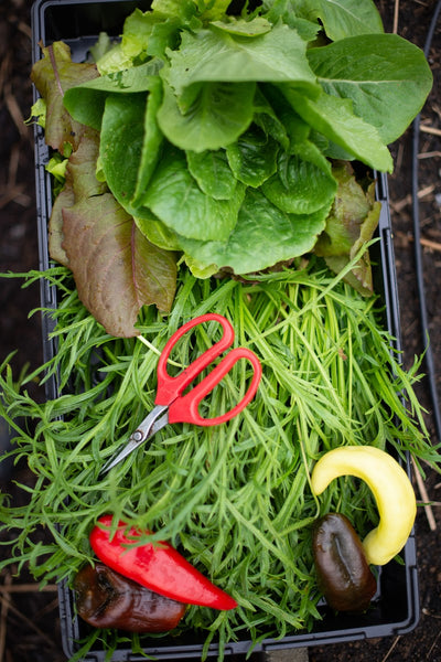 Gardening scissors